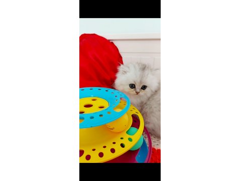 British Longhair Ns11 Silver Kızımız