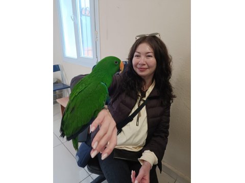 5 Yaşında Eclectus