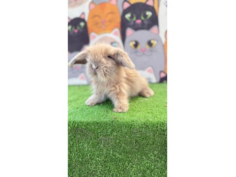 Hollanda Teddy Lop Tavşanlar