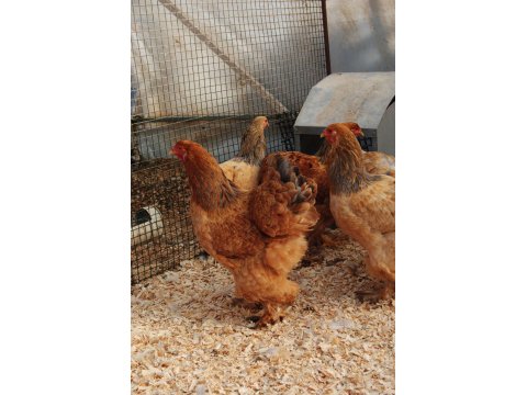 Buff Brahma Kuluçkalık Yumurta