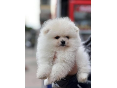 Ayı Surat Pomeranian Boo Yavrularımız