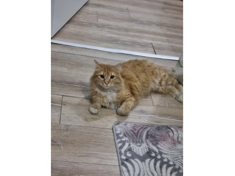 Sevgi Dolu Yuvaya İhtiyacı Olan Tatlı Bir Sarman