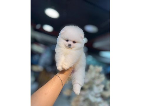 Pomeranian Boo Bebeklerimiz
