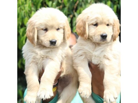 Golden Retriever Köpekleri