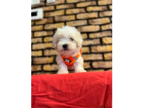 Minik Maltese Terrier Yavrular