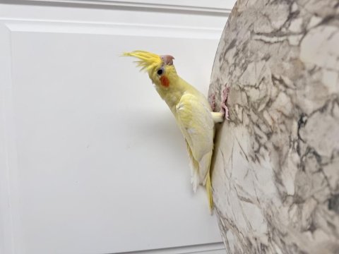 Sultan Papağanlar Sahiplendirilecektir