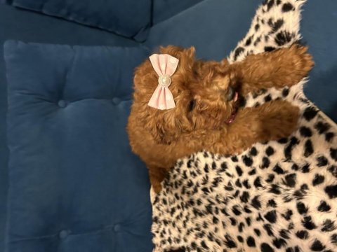 Toy Poodle Bebişler