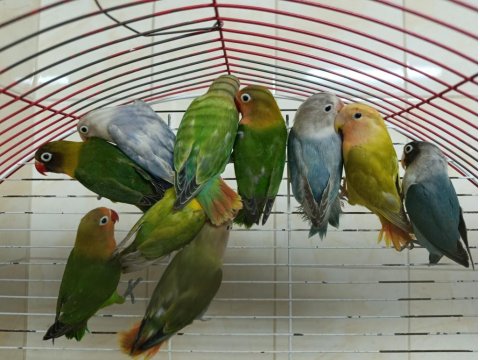 Yavru Çok Tatlı El Besleme Cennet Papağanları