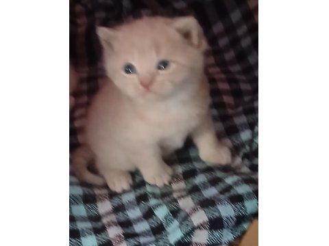 Biz 4 Kardeş Kediyiz Ki