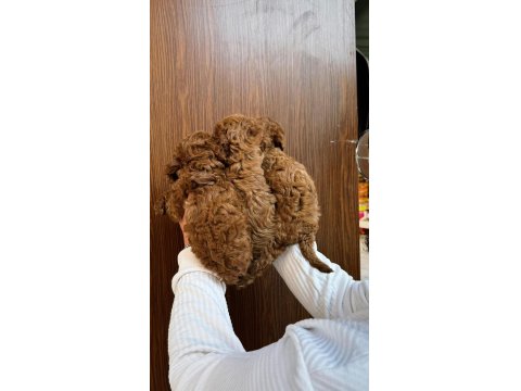 Irk Ve Sağlık Garantili Kore Red Toy Poodle Bebekler