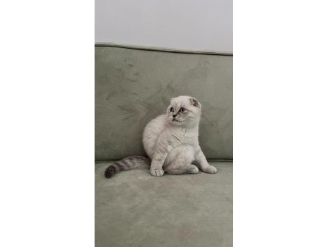 Scottish Fold Safkan