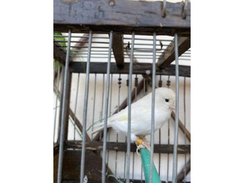 Dişi Bülbüllü Kanarya