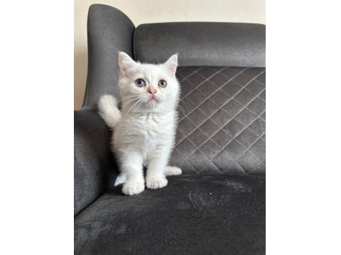 Son Erkek British Shorthair Yavrumuz