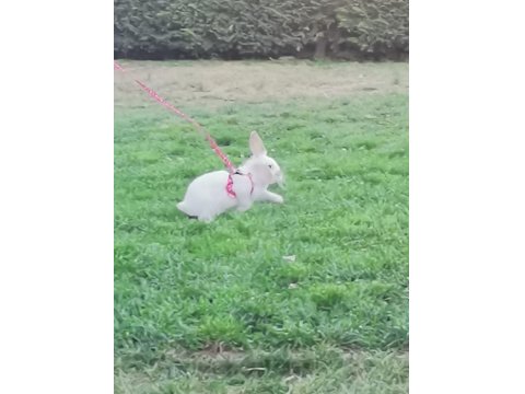 Hollanda Lop Tavşanı