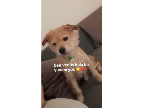 İzmir 3 Yaş Erkek Terrier Çok Acil Yuva Ücretsiz