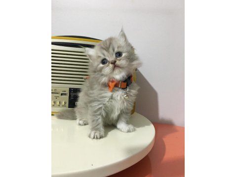 British Longhair Golden Ve Red Point Yavrularımız