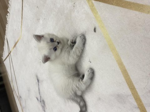 1,5 Aylık Dişi British Shorthair