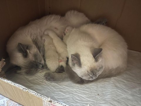 Safkan British Shorthair Yavrularım Yuva Arıyor