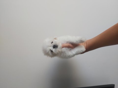 2.5 Aylik Kore Maltese Erkek