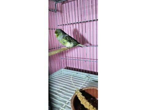 Gloster Erkek Kanarya