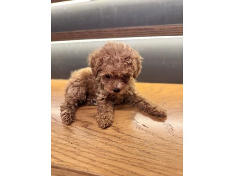 Tuvalet Eğitimli Evde Büyüyen Poodle Yavrular