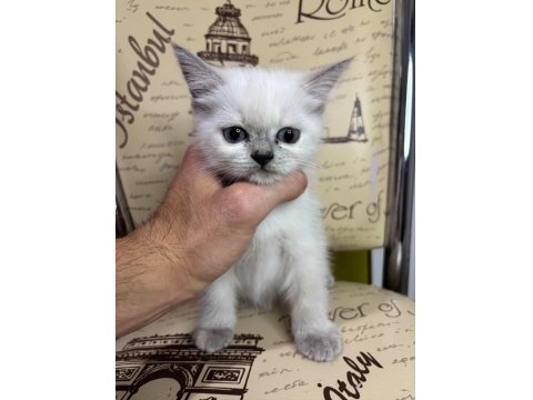 2 Aylık Blue Point Dişi British Kızımız