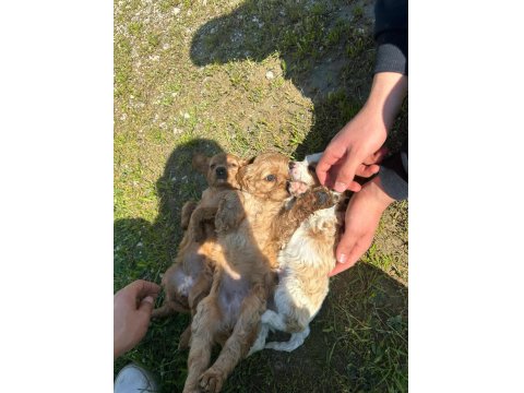 Satılık 45 Günlük American Cocker Yavrular Yeni Yuva Arıyor