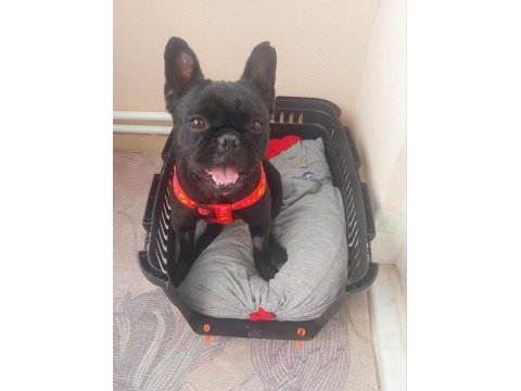 1 Yaşında Dişi French Bulldog