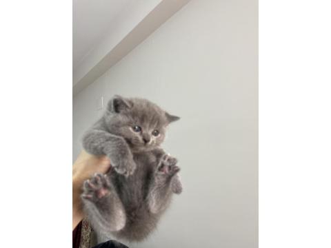 Dişi British Shorthair