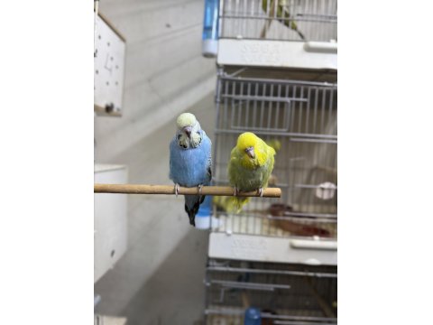 Sahiplendirilecek İnce Show Muhabbet Kuşu Bebekler