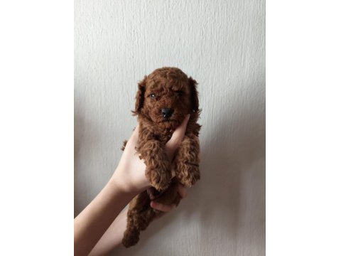 Ev Ortamında Bakılan Kendi Köpegimizin Yavrularıdır