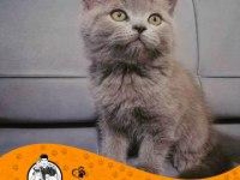 British Shorthair Kitten