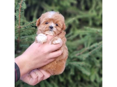 Efsane Maltipoo Yavruları
