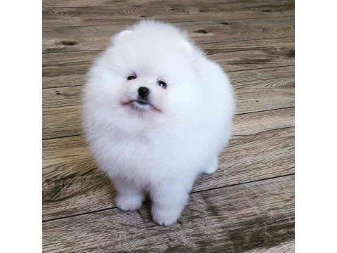 Pomeranian Boo Köpekleri