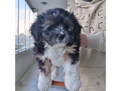 Morkie Özel Irk Yavrular