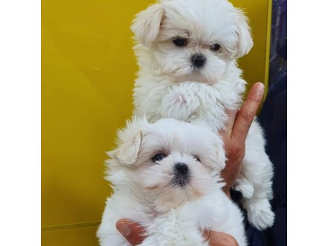 Fci A Şecere Kore Kan Maltese Yavruları