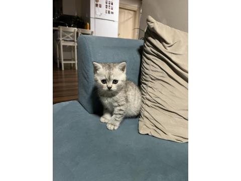 40 Günlük British Shorthair Bebişlerimiz Yeni Yuvalarını Arıyor
