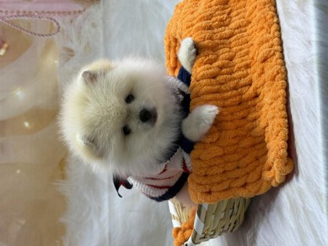Pomeranian Bebek Köpekler