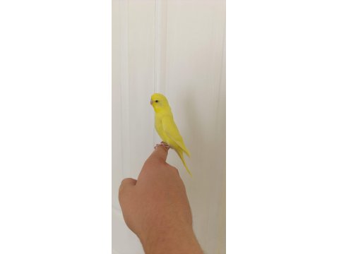 1 Aylık Yavru Dişi Muhabbet Kuşu