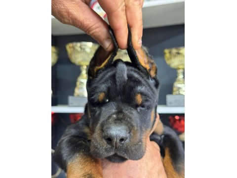 European Doberman Yavrular