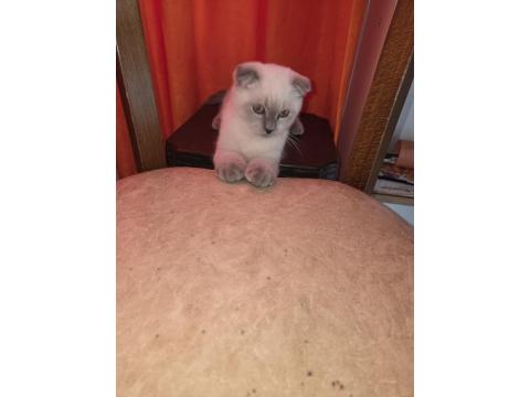 2 Adet Yavru Scottish Fold Sahiplendirilecektir