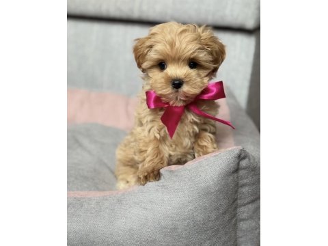 Büyümeyen Maltipoo Bebekler