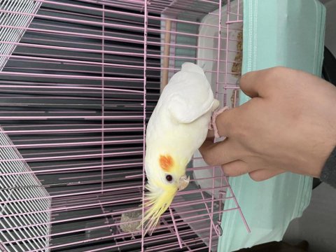 Evcil Sultan Papağanı Kendini Sevdirir