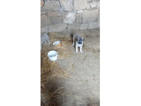 Sivas'tan Has Kangal Köpeği Yavrular