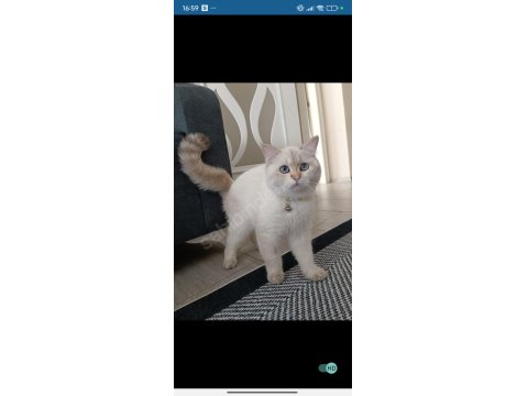 British Longhair Kedimiz Yeni Yuva Bekliyor