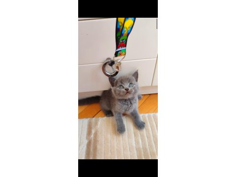 Gri Lilac Erkek Ve Dişi Yavru Kediler