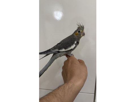 Sultan Papağanlar Sahiplendirilecekler