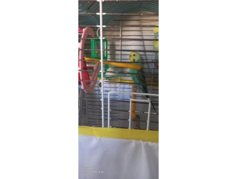 Yeme Yeni Düşen Kuşlarım Satılık