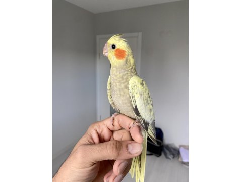 Bebek Sultan Papağanlar