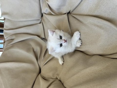 2 Aylık Dişi British Shorthair Kedimiz